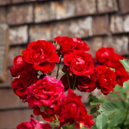 Alpenpension Elferblick *