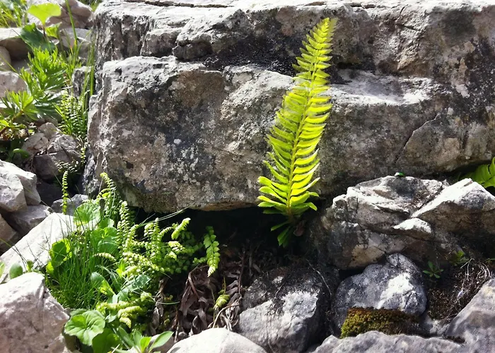 Alpenpension Elferblick * Hirschegg (Vorarlberg)